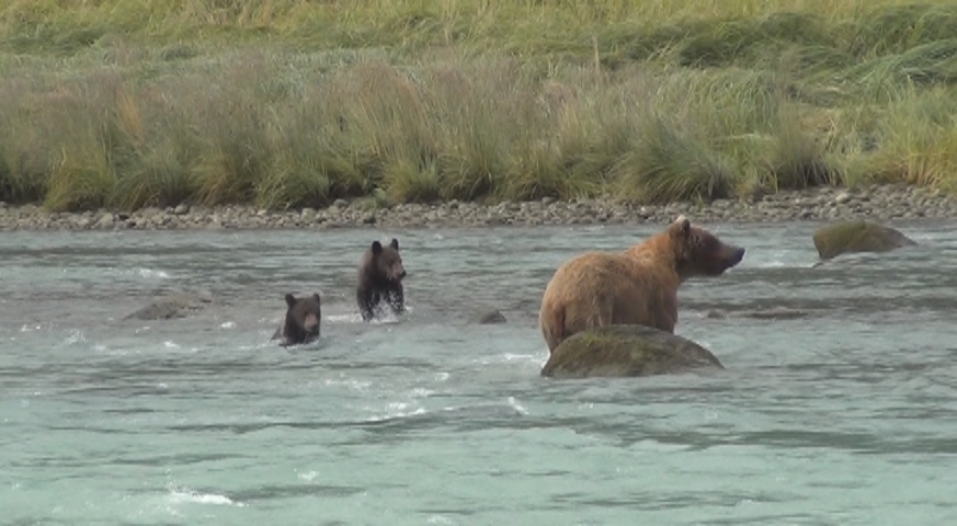 Maman ourse (Alaska)