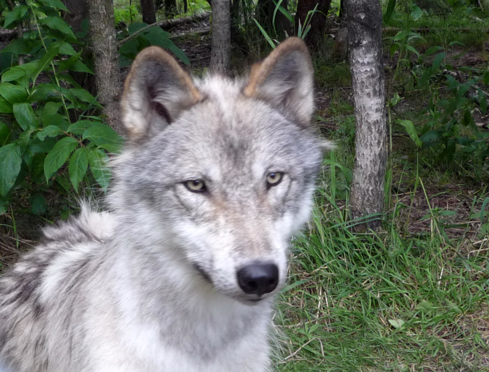 Les loups du parc Mahikan